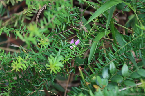 Polygala gazensis, photograph 3
