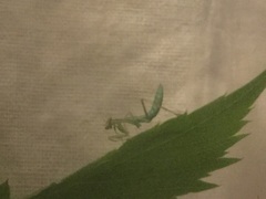 Stagmomantis limbata