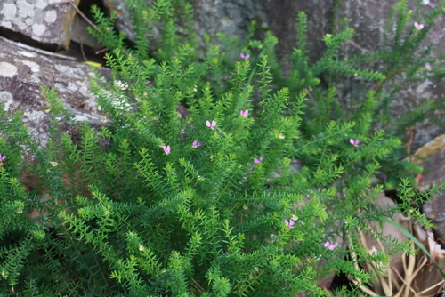 Polygala gazensis