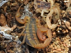 Centruroides baldazoi