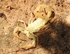 Centruroides baldazoi