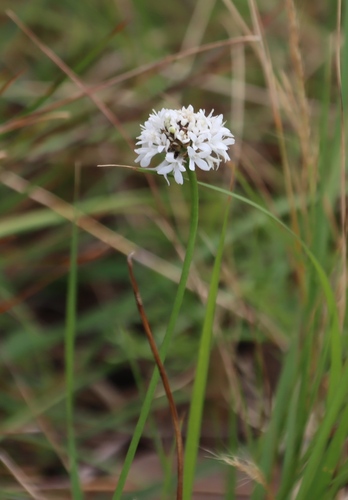 Cephalaria pungens (Cephalaria pungens)