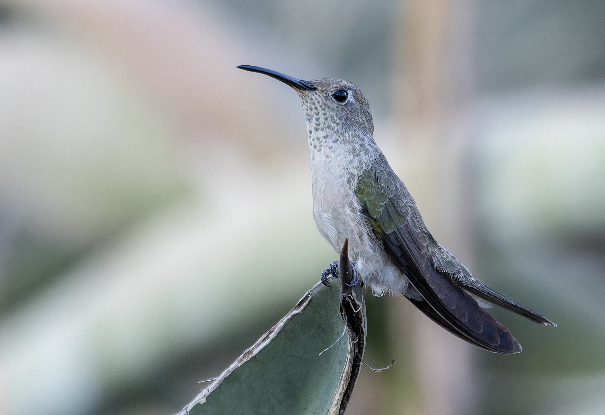Spot-throated Hummingbird (Thaumasius taczanowskii), photo 6