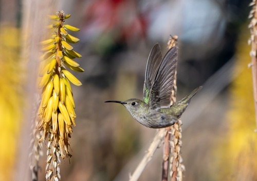 Spot-throated Hummingbird (Thaumasius taczanowskii)