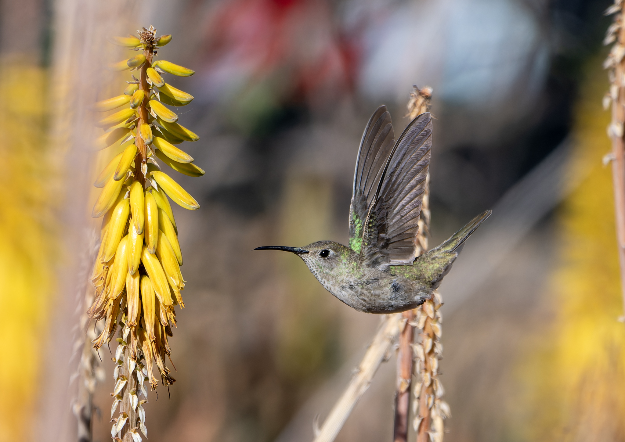 Spot-throated Hummingbird (Thaumasius taczanowskii), photo 1