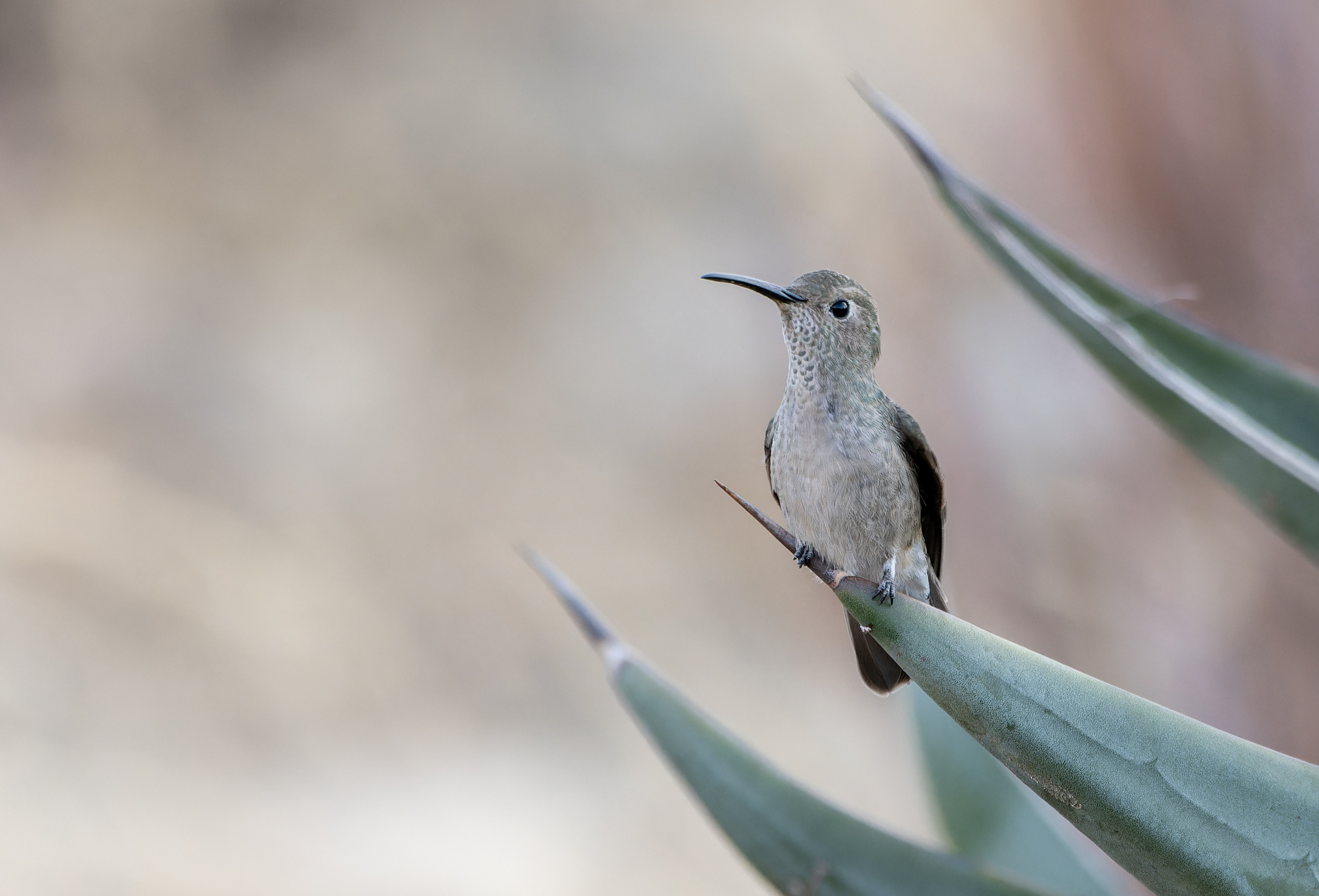 Spot-throated Hummingbird (Thaumasius taczanowskii), photo 7