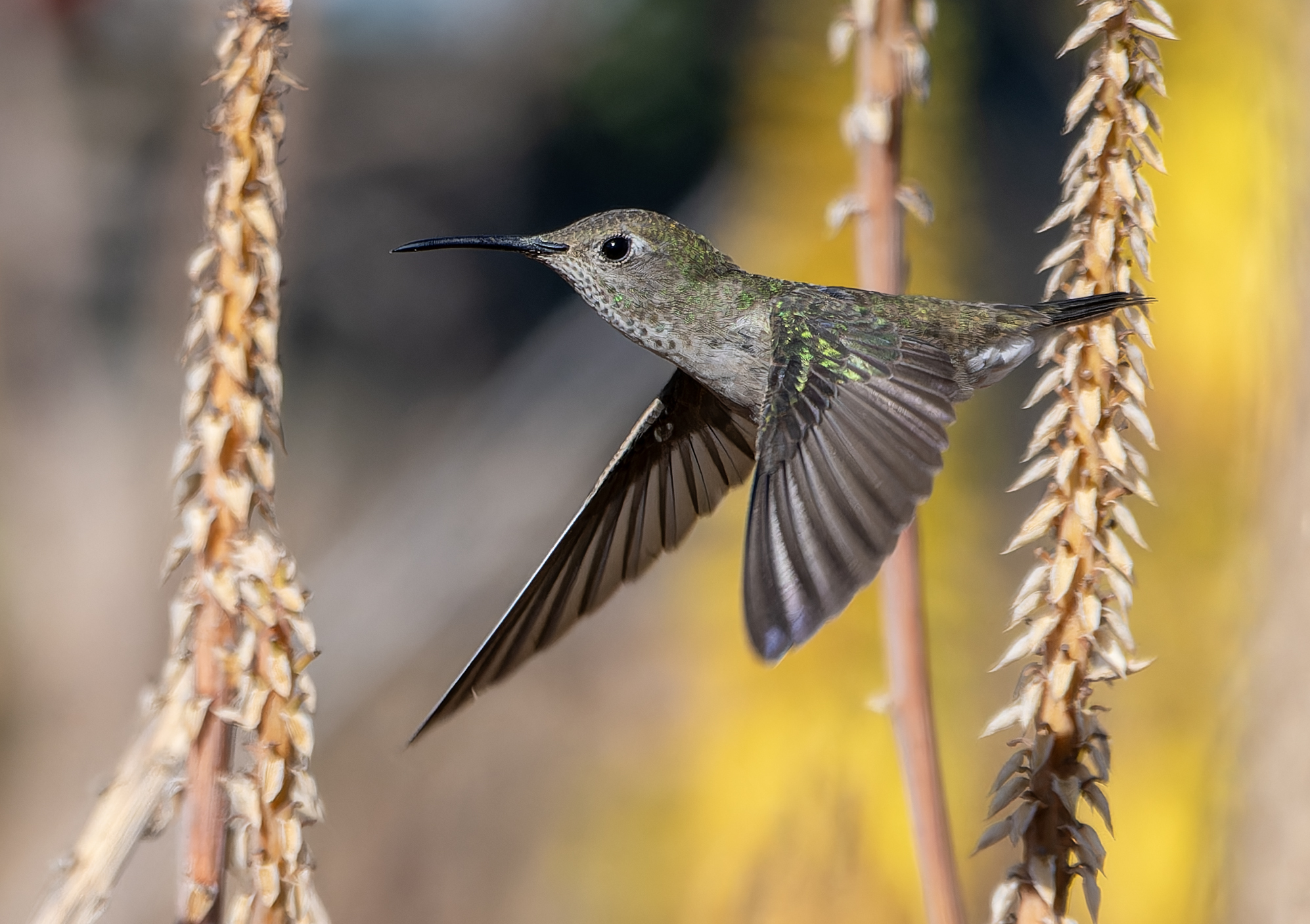 Spot-throated Hummingbird (Thaumasius taczanowskii), photo 2