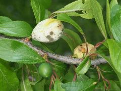 Taphrina pruni