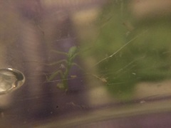 Stagmomantis limbata