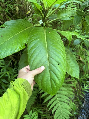 Cyrtandra confertiflora observed 2024-07-18