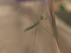 Stagmomantis limbata