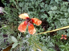 Papaver argemone
