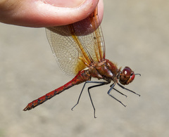 Sympetrum madidum