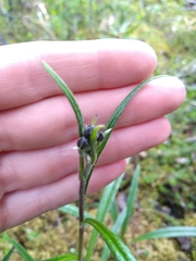 Saussurea angustifolia
