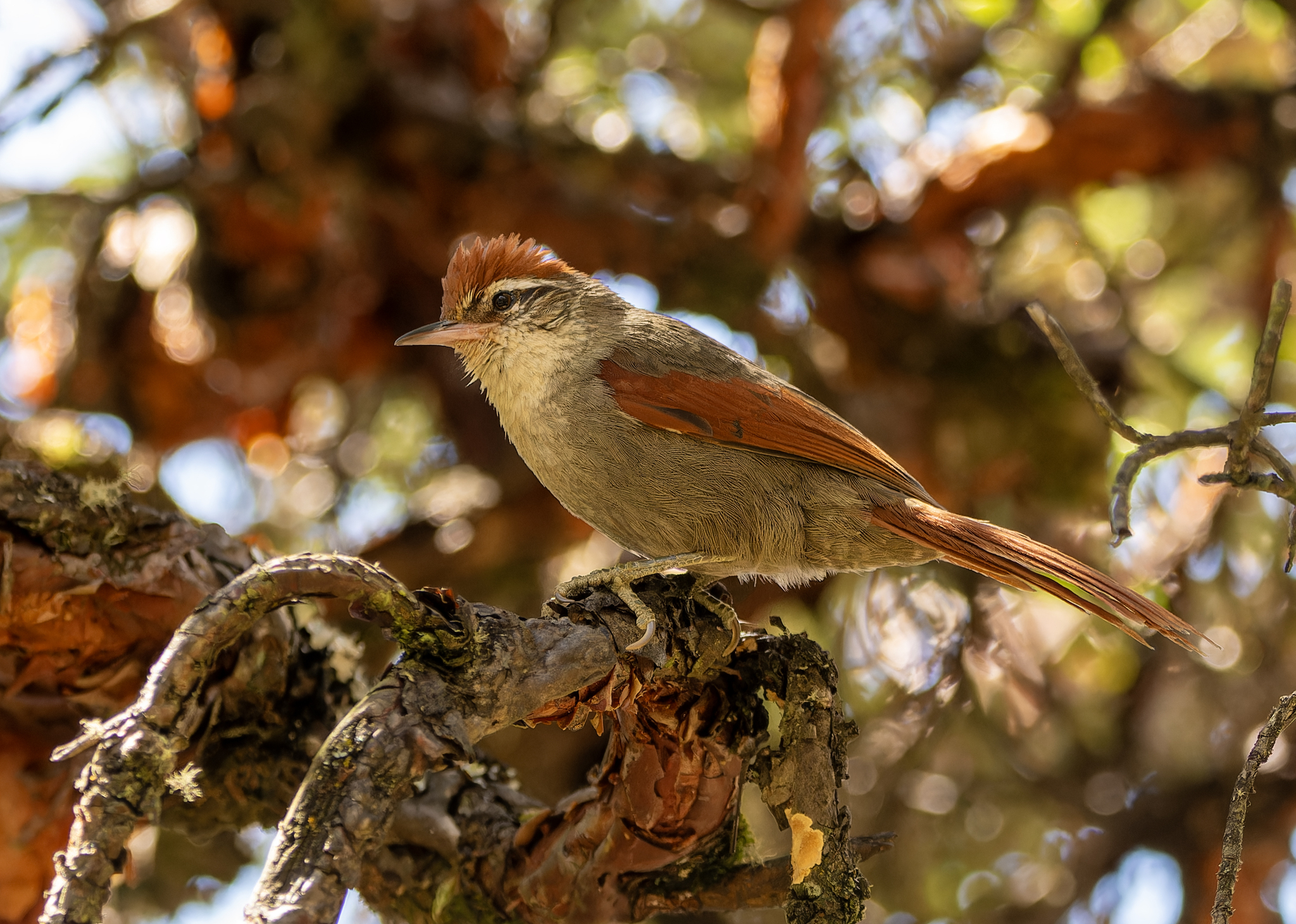 Line-cheeked Spinetail (Cranioleuca antisiensis), photo 7
