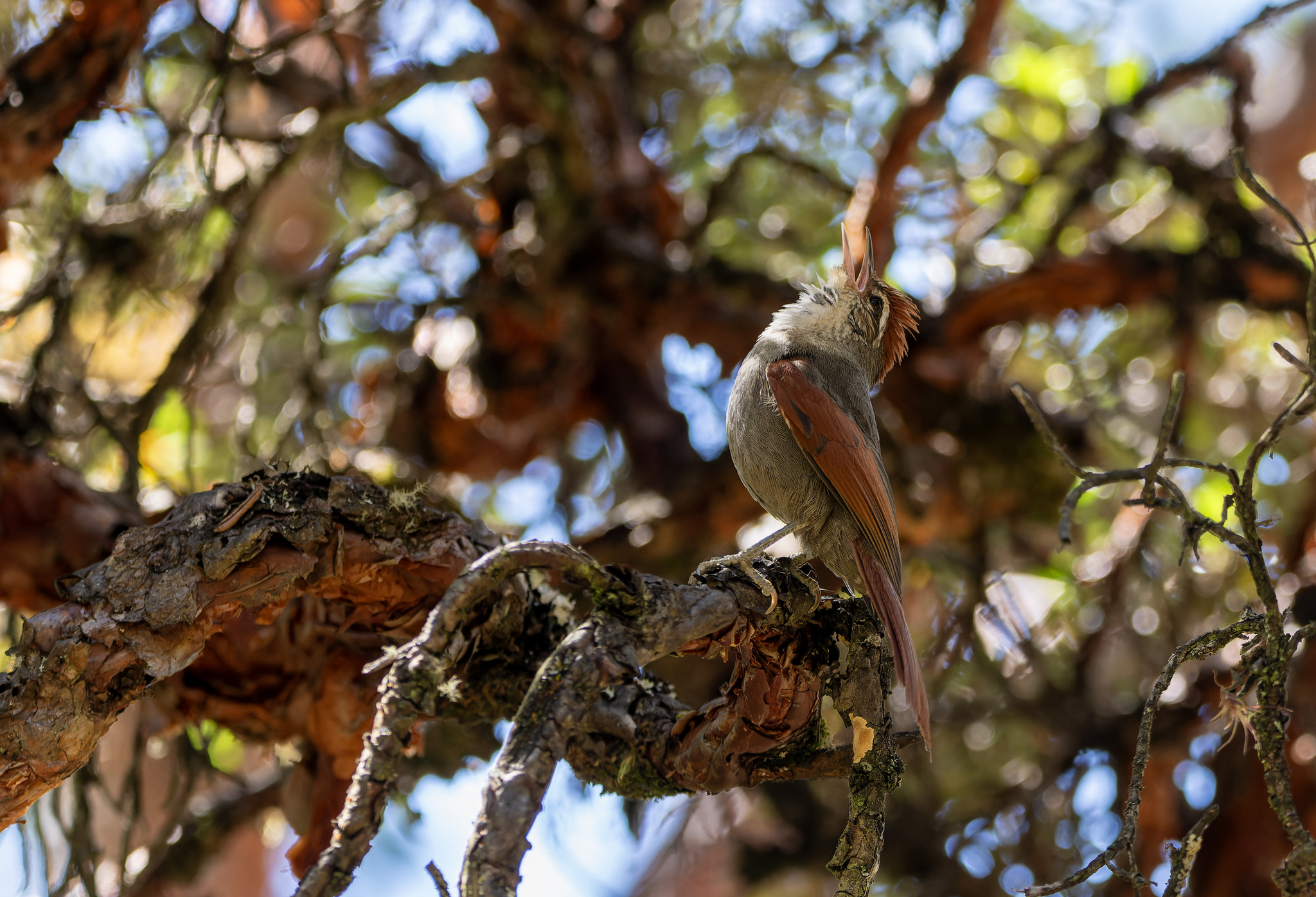 Line-cheeked Spinetail (Cranioleuca antisiensis), photo 5