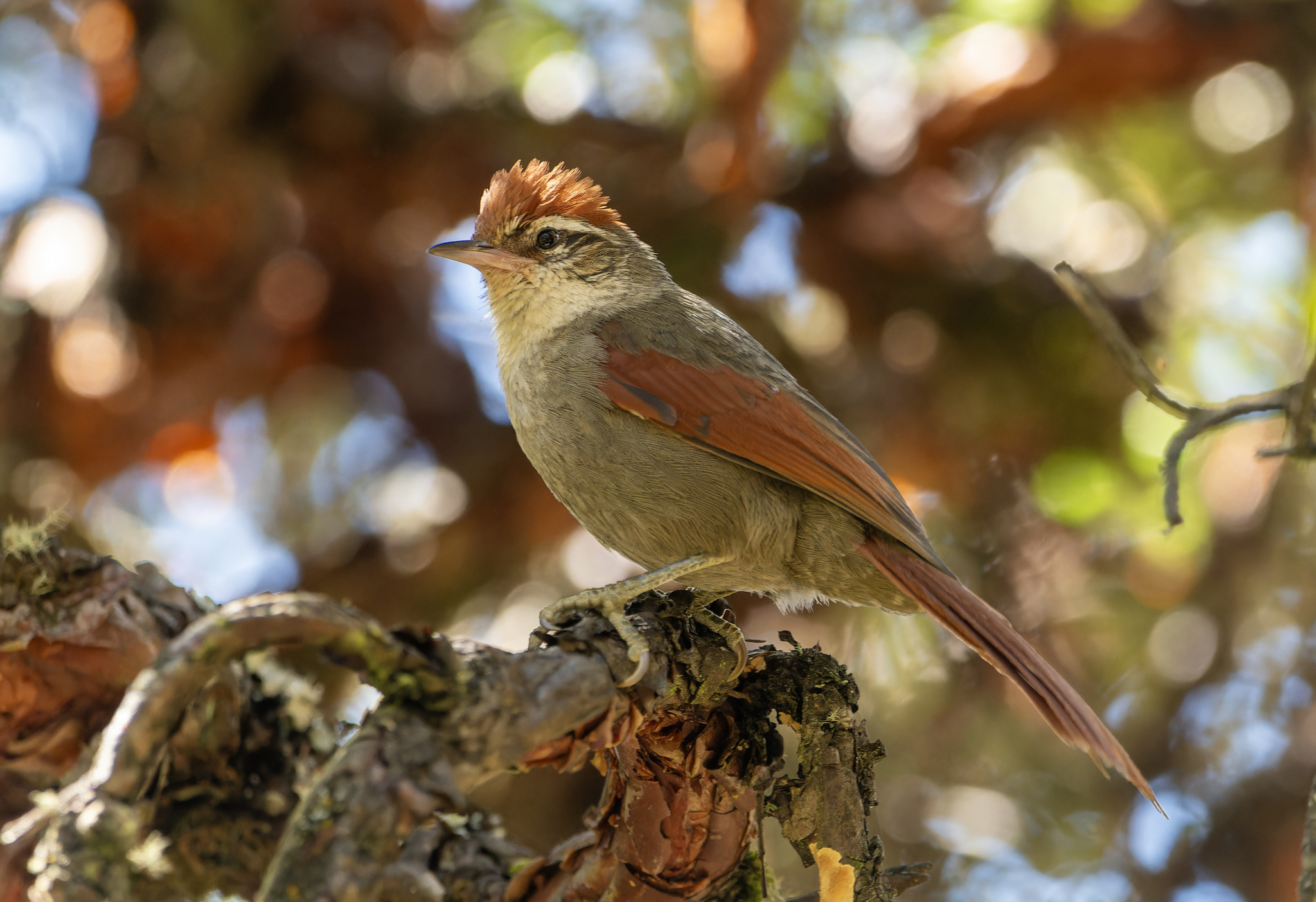 Line-cheeked Spinetail (Cranioleuca antisiensis), photo 6
