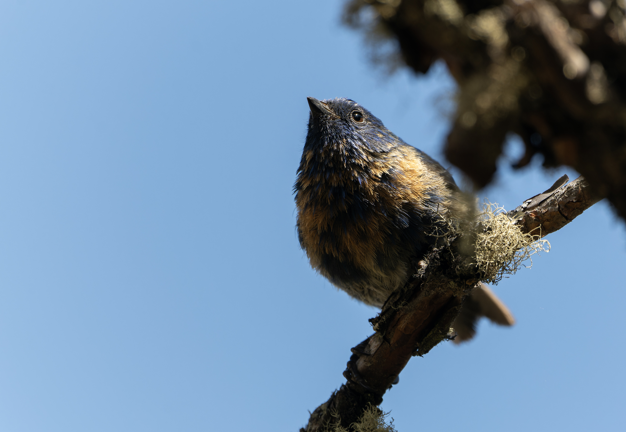 Tit-like Dacnis (Xenodacnis parina), photo 5