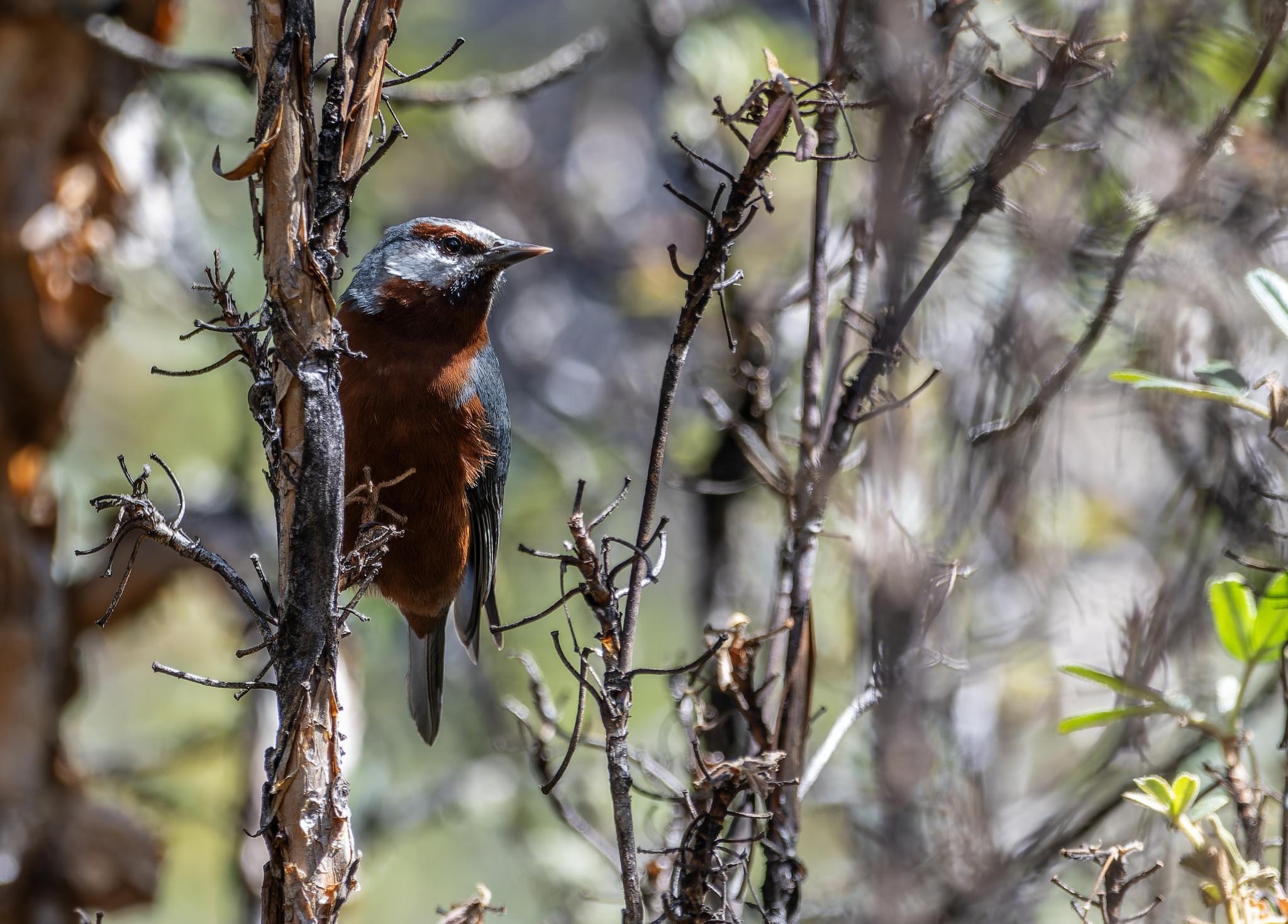 Giant Conebill (Conirostrum binghami), photo 9