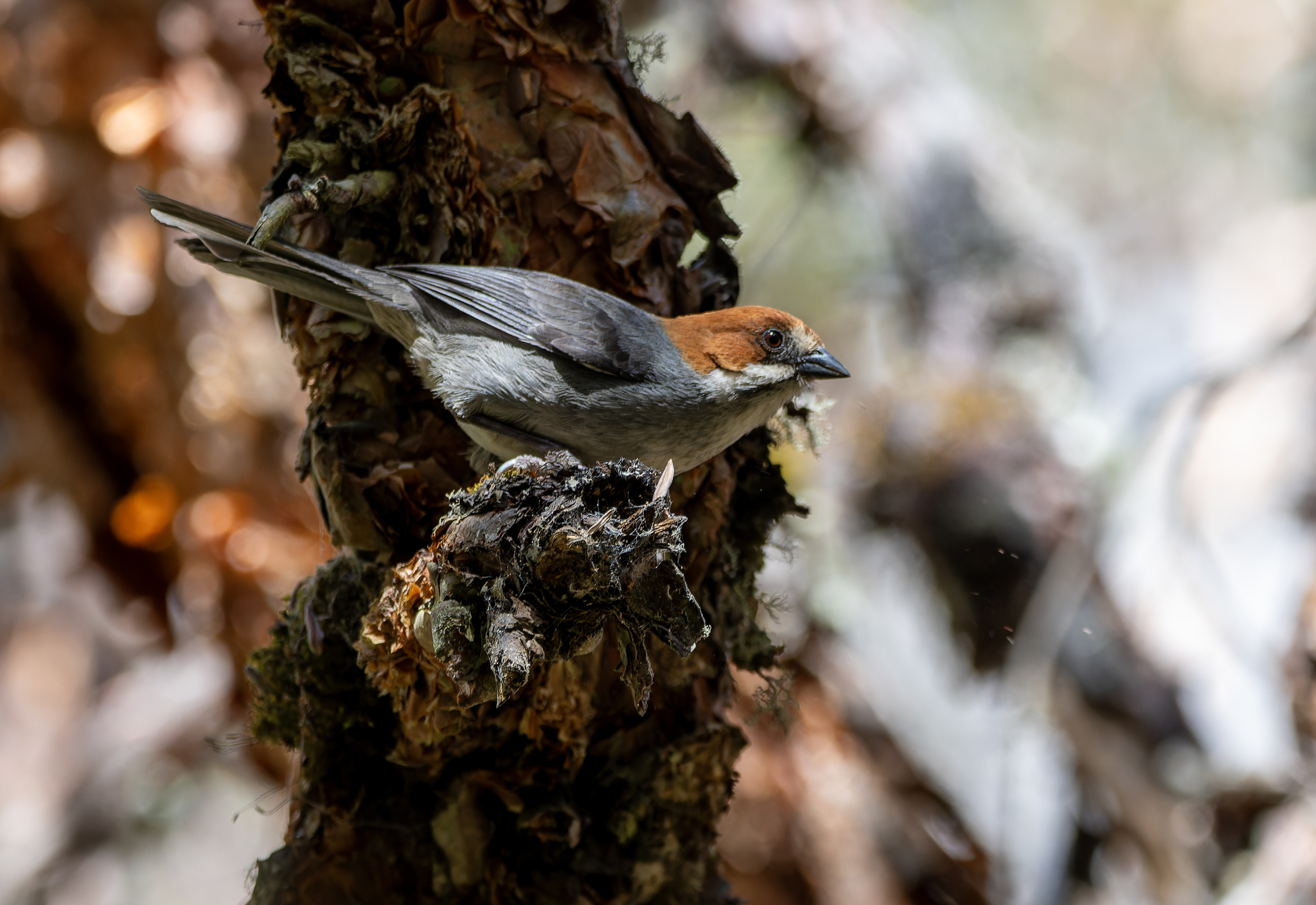 Rufous-eared Brushfinch (Atlapetes rufigenis), photo 3