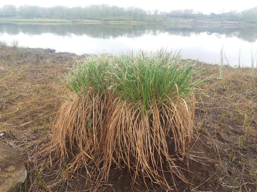 Carex scita iNat (2)