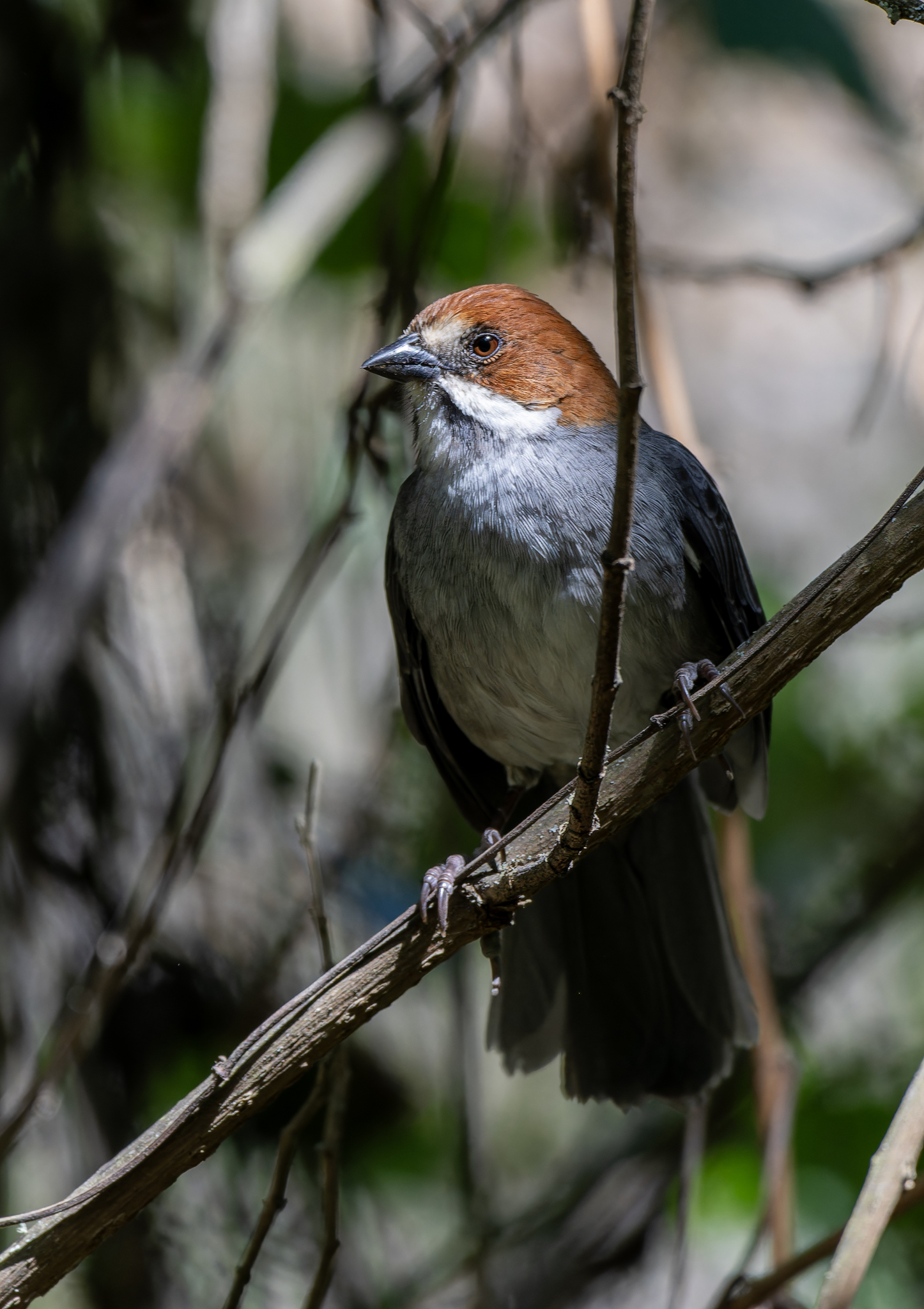 Rufous-eared Brushfinch (Atlapetes rufigenis), photo 4