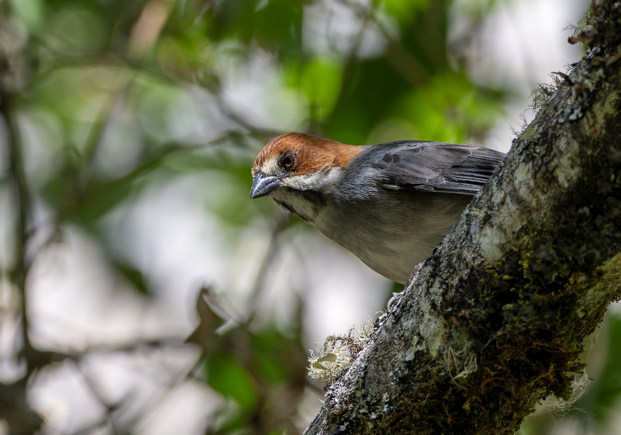 Rufous-eared Brushfinch (Atlapetes rufigenis), photo 6