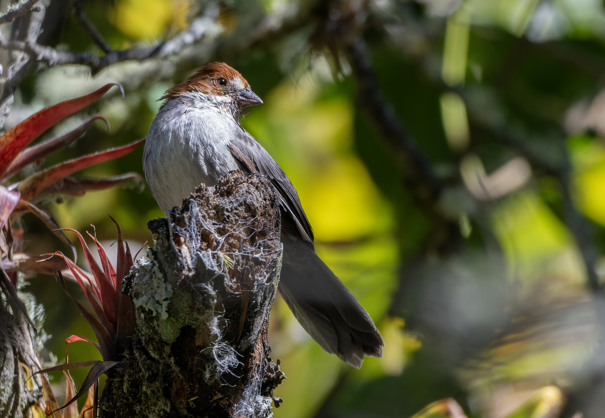 Rufous-eared Brushfinch (Atlapetes rufigenis), photo 5
