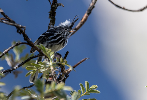 Black-crested Tit-Tyrant (Anairetes nigrocristatus)