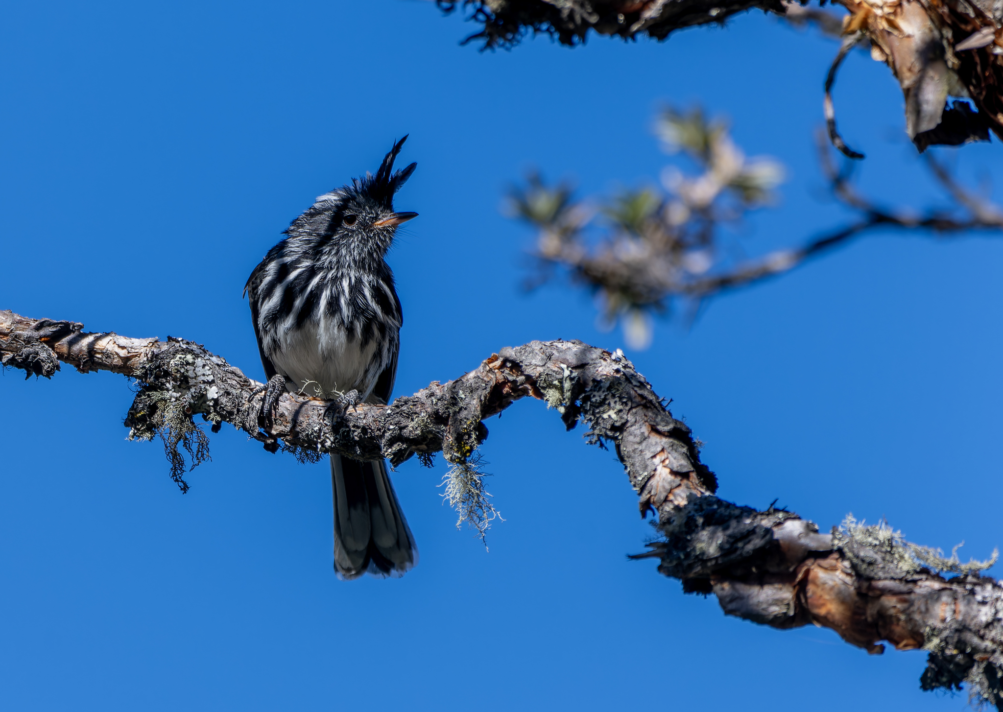 Black-crested Tit-Tyrant (Anairetes nigrocristatus), photo 2