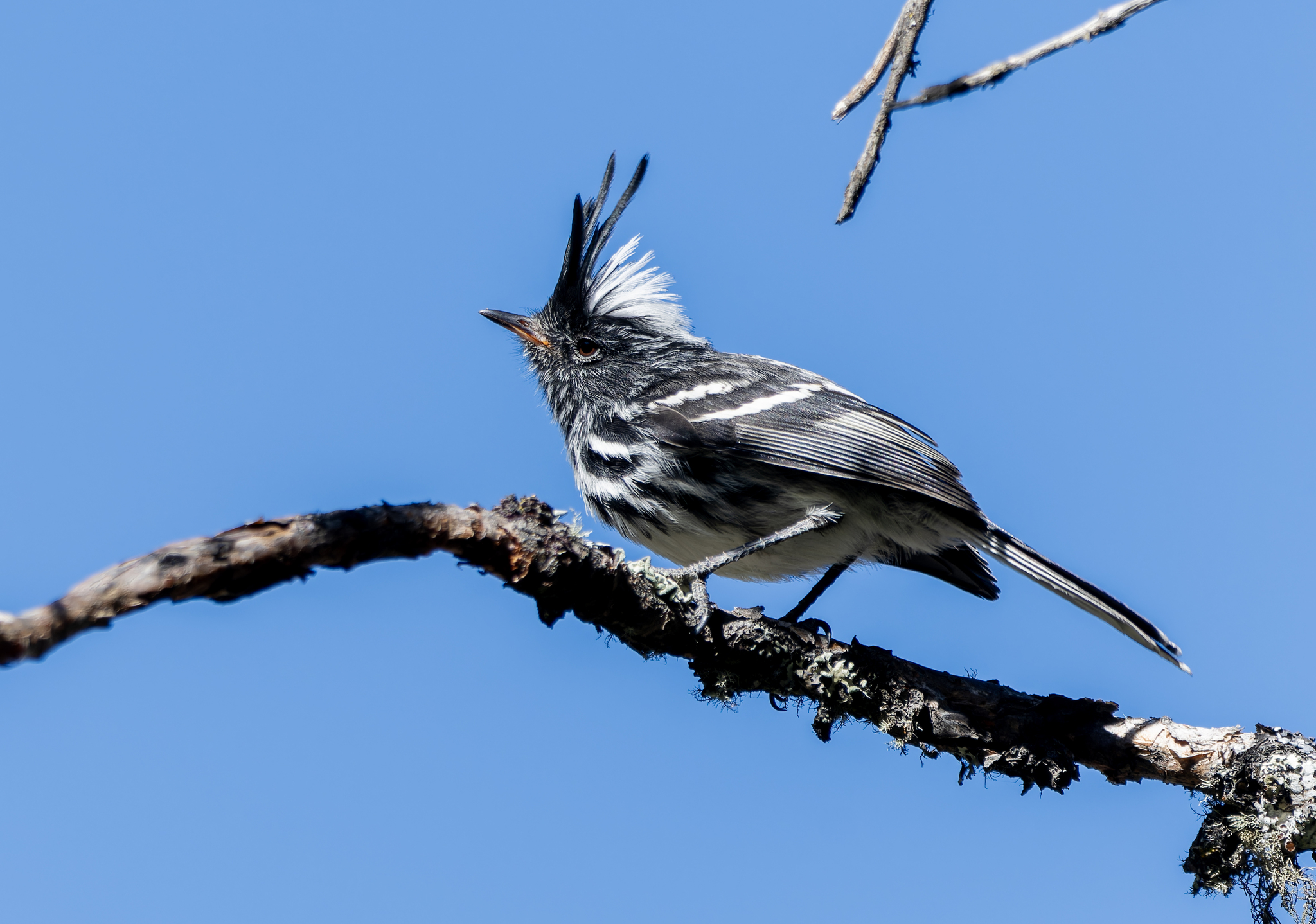 Black-crested Tit-Tyrant (Anairetes nigrocristatus), photo 3