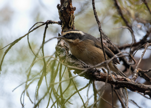 Plain-tailed Warbling Finch (Microspingus alticola), photo 4