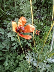 Papaver argemone
