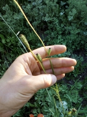 Papaver argemone