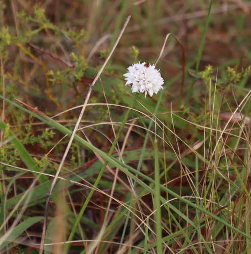 Cephalaria pungens (Cephalaria pungens)