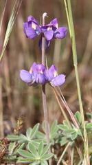 Lupinus stiversii