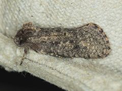 Acrolophus kearfotti