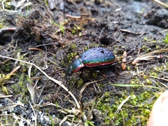 Carabus vietinghoffii