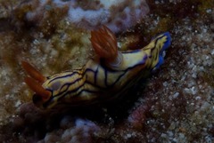 Hypselodoris nigrostriata