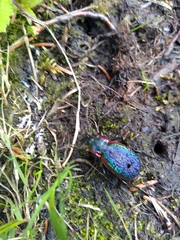 Carabus vietinghoffii
