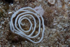 Fecampiida