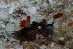 Nembrotha aurea
