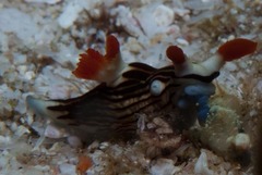 Nembrotha aurea