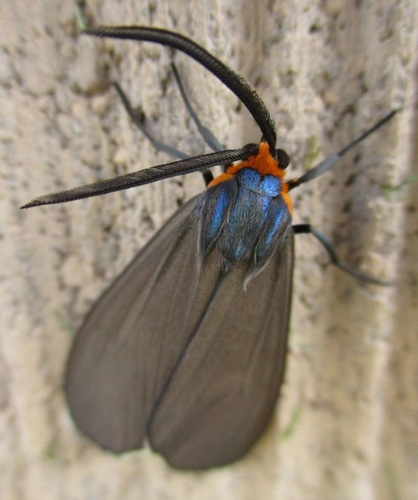 Virginia Ctenucha Moth, photo 8 of 10