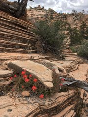 Castilleja scabrida scabrida