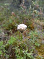 Eriophorum scheuchzeri