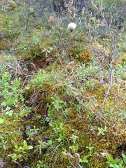 Eriophorum scheuchzeri