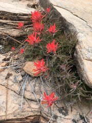 Castilleja scabrida scabrida