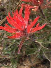 Castilleja scabrida scabrida