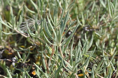 Eriogonum heracleoides